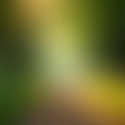 Digital Detox Naturopathic Strategies for Managing Tech-Induced Stress