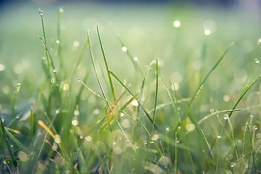 grass-7089807_1280.webp