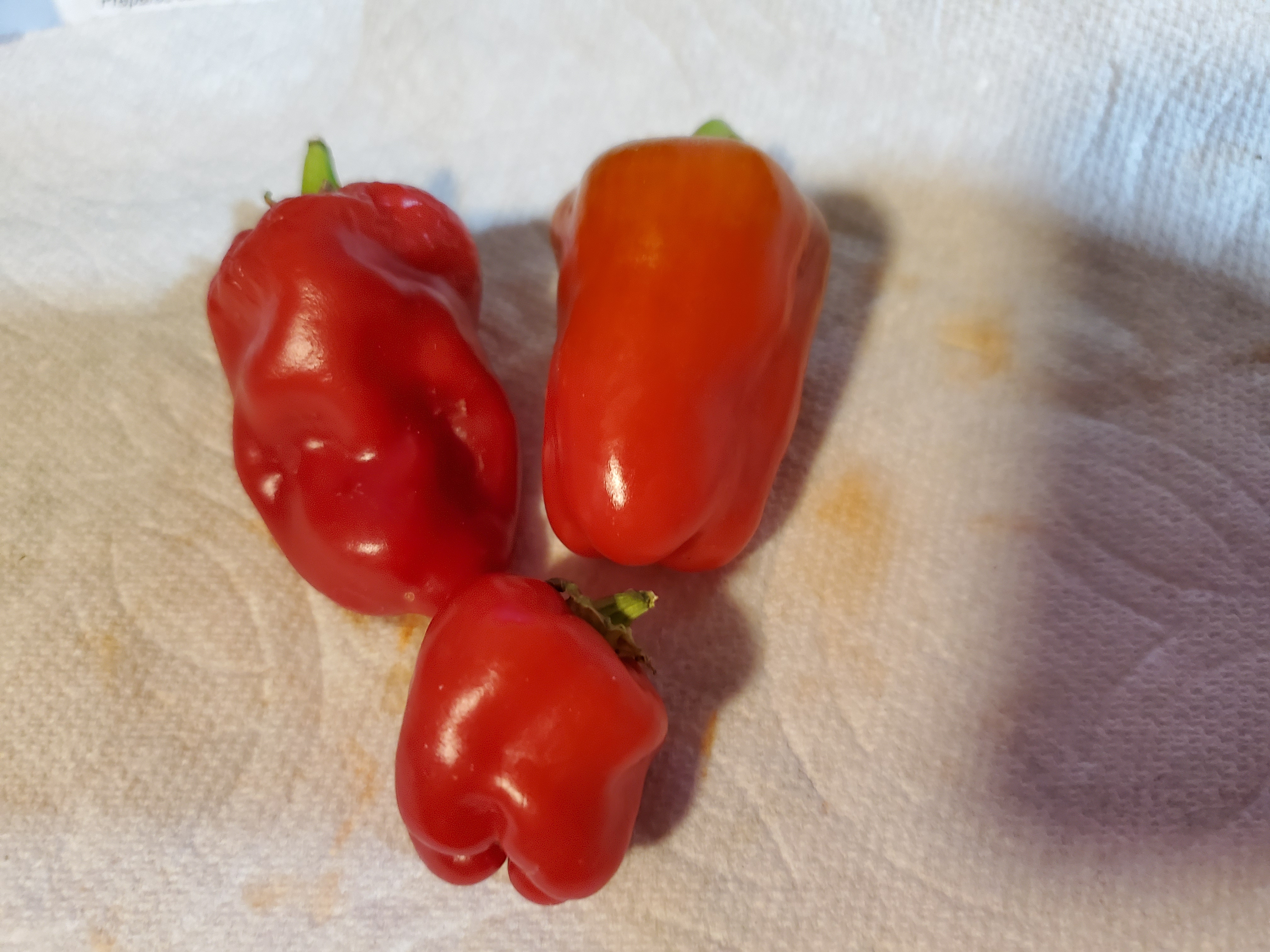 TEXAS Raider Sweet Red Habanero Pepper 10 seeds