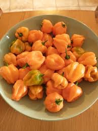 Very Hot Orange Hot Habanero 10 seeds
