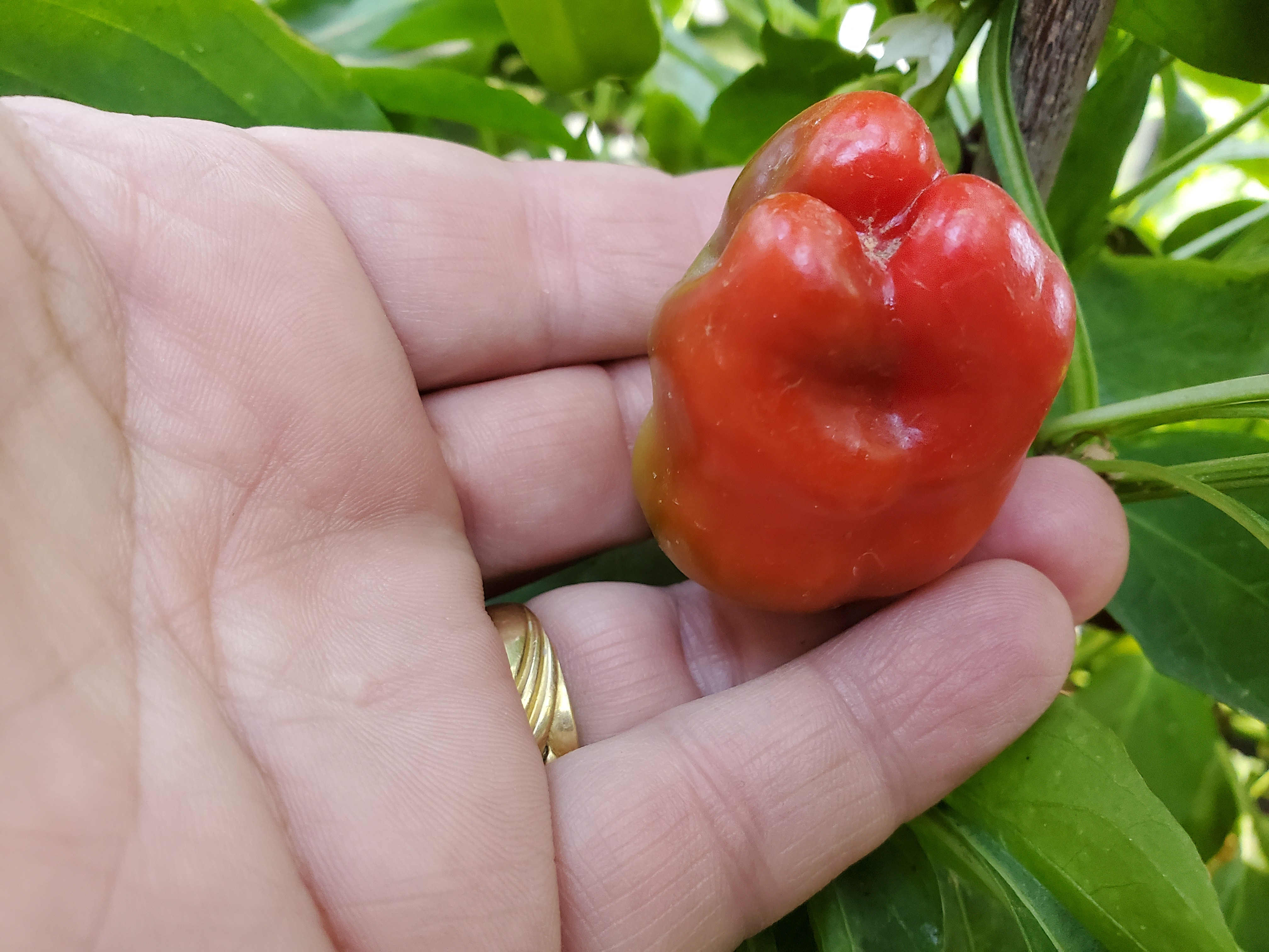 Little Heat F1-Sweet Red Habanero Pepper 8 seeds