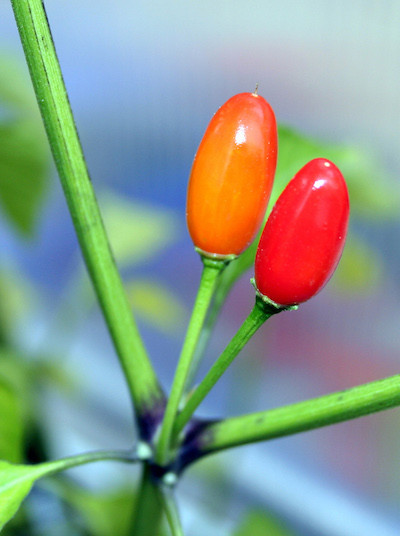 Hot (Bailey) Chile Piquin 10 seeds