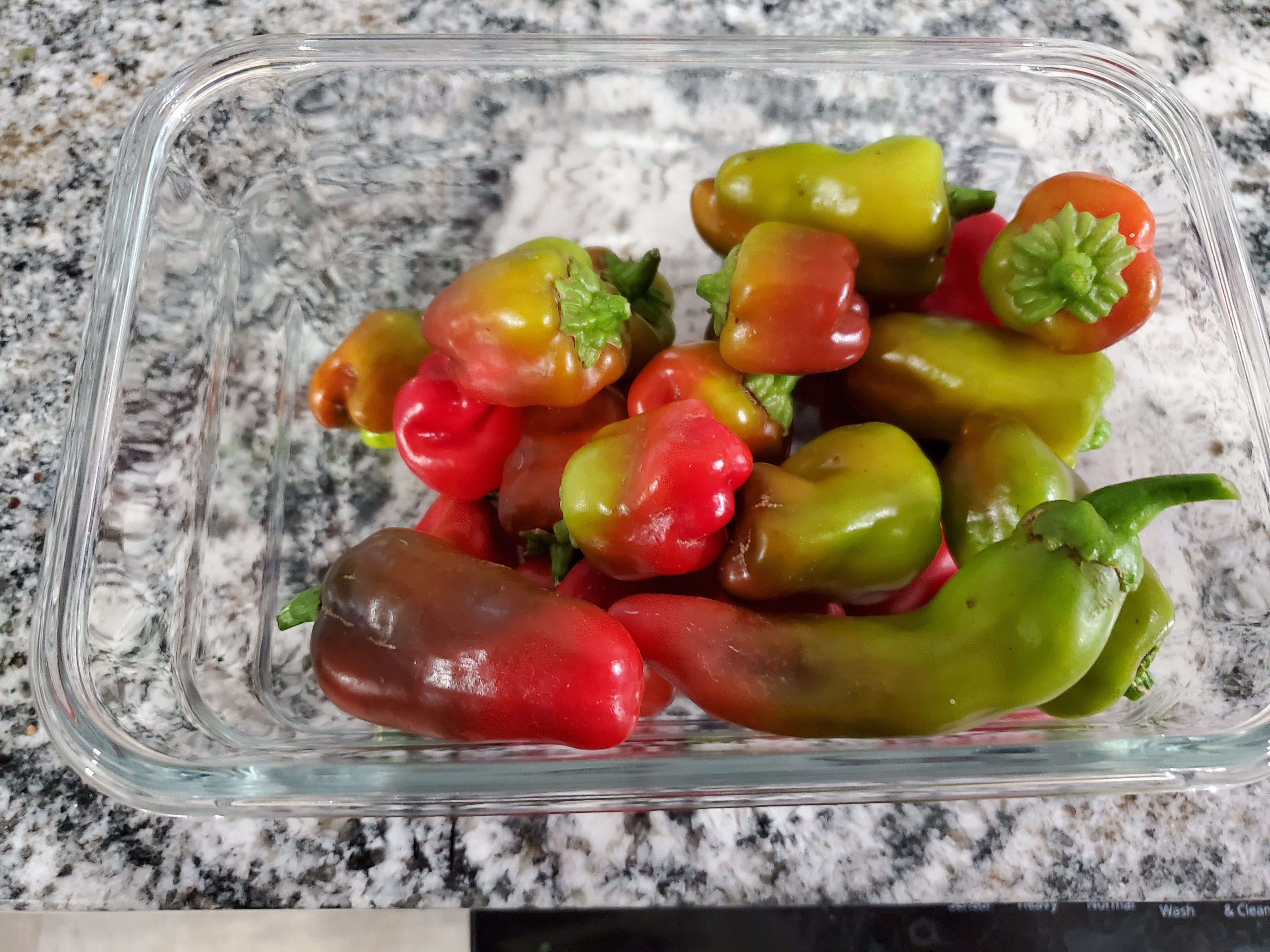 TEXAS Saucemaster Medium Heat Red Habanero (8 seeds)