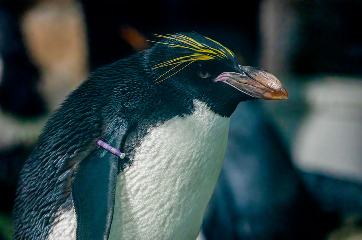 SOUTHERN ROCKHOPPER PENGUIN.jpg