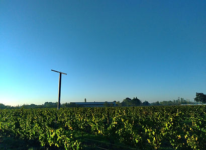 Chenin Anjou Loire Vigne