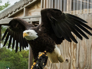 Birds of Prey