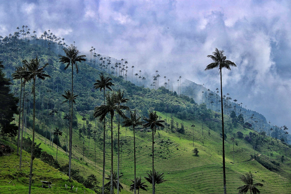 Valle del Cocora, Quindío