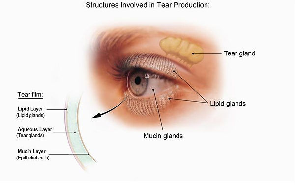 TearsDiagram (2).jpg