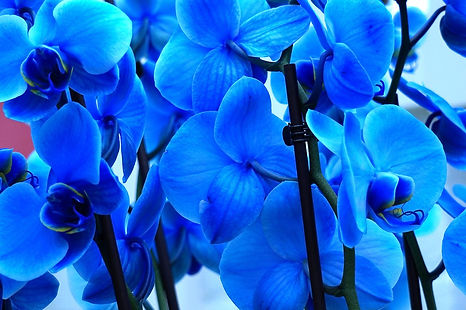 orchids-6069099_1280.jpg