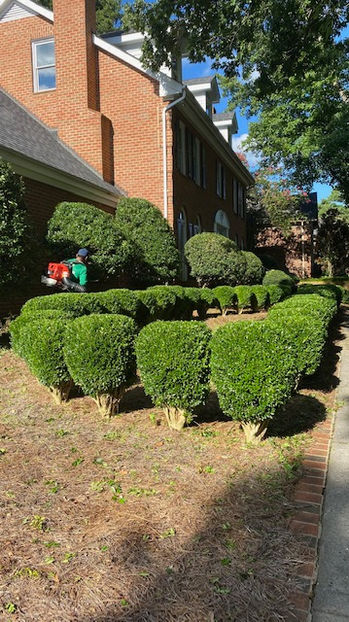 Bush Trimming