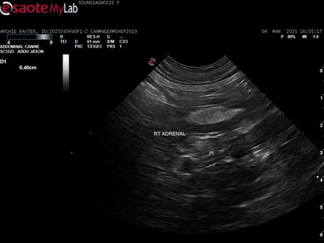 Bilateral subnormal adrenal glands in a German Shepherd