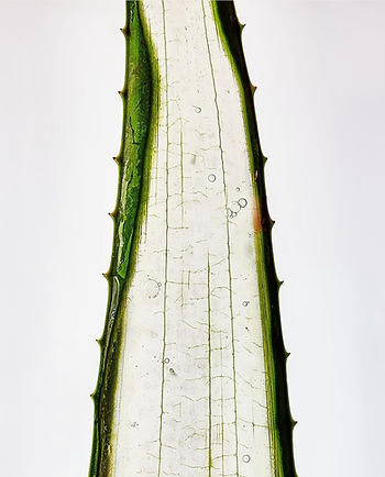 Aloe vera, les secrets de son pouvoir sur les cheveux