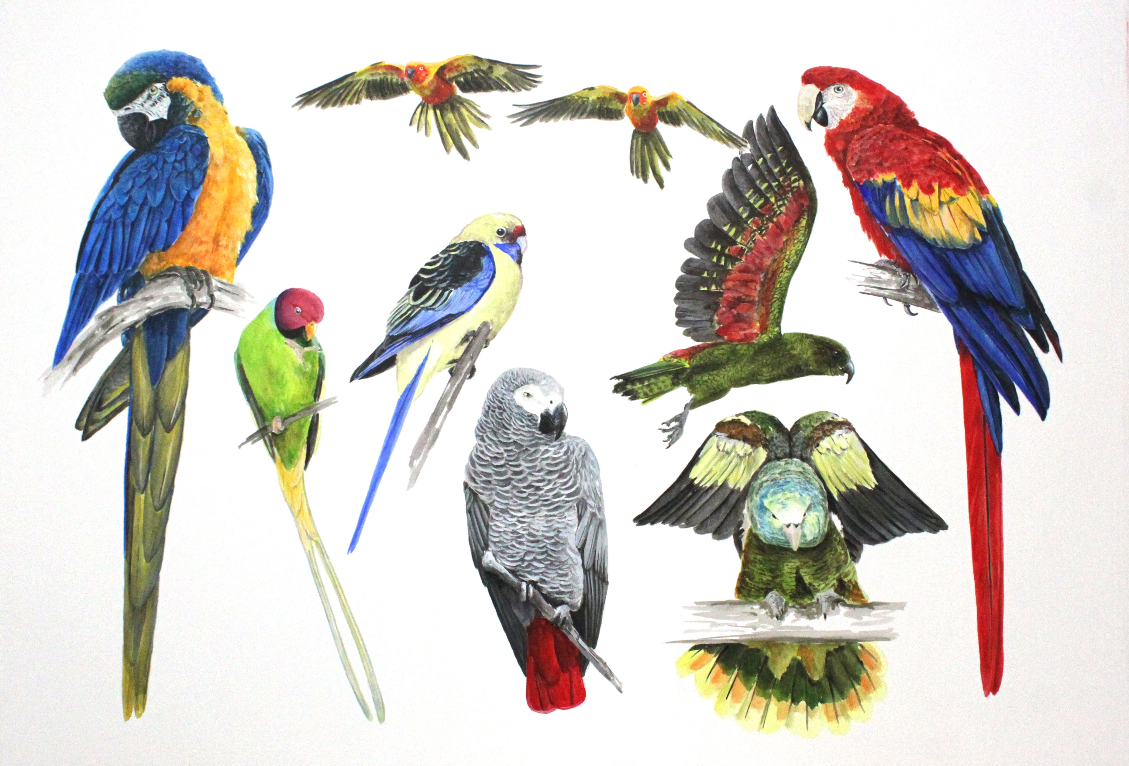Company of Parrots 1