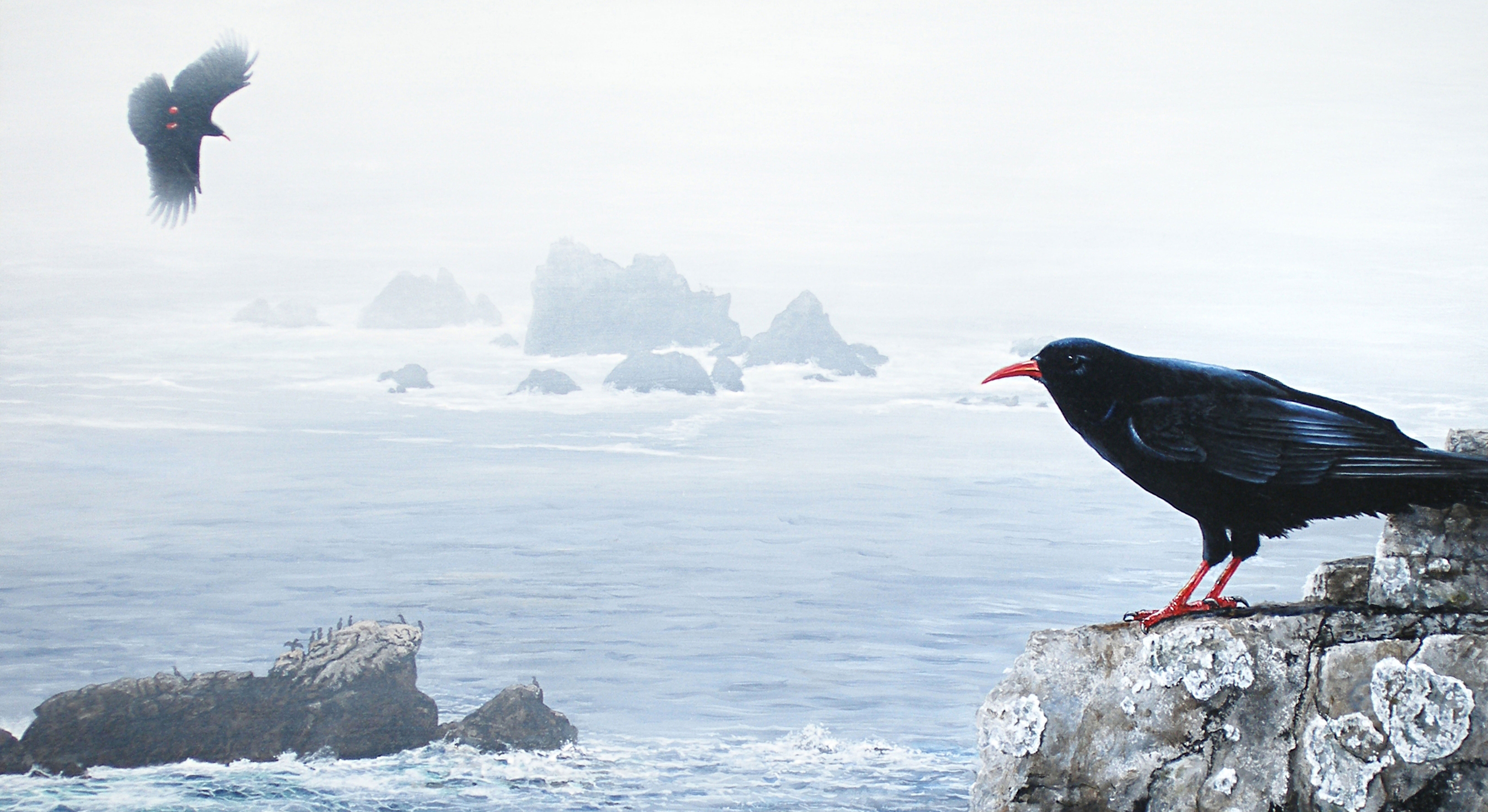 Return of the Chough