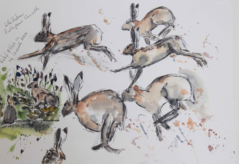 Hare