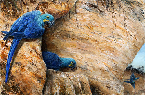 Lears Macaws