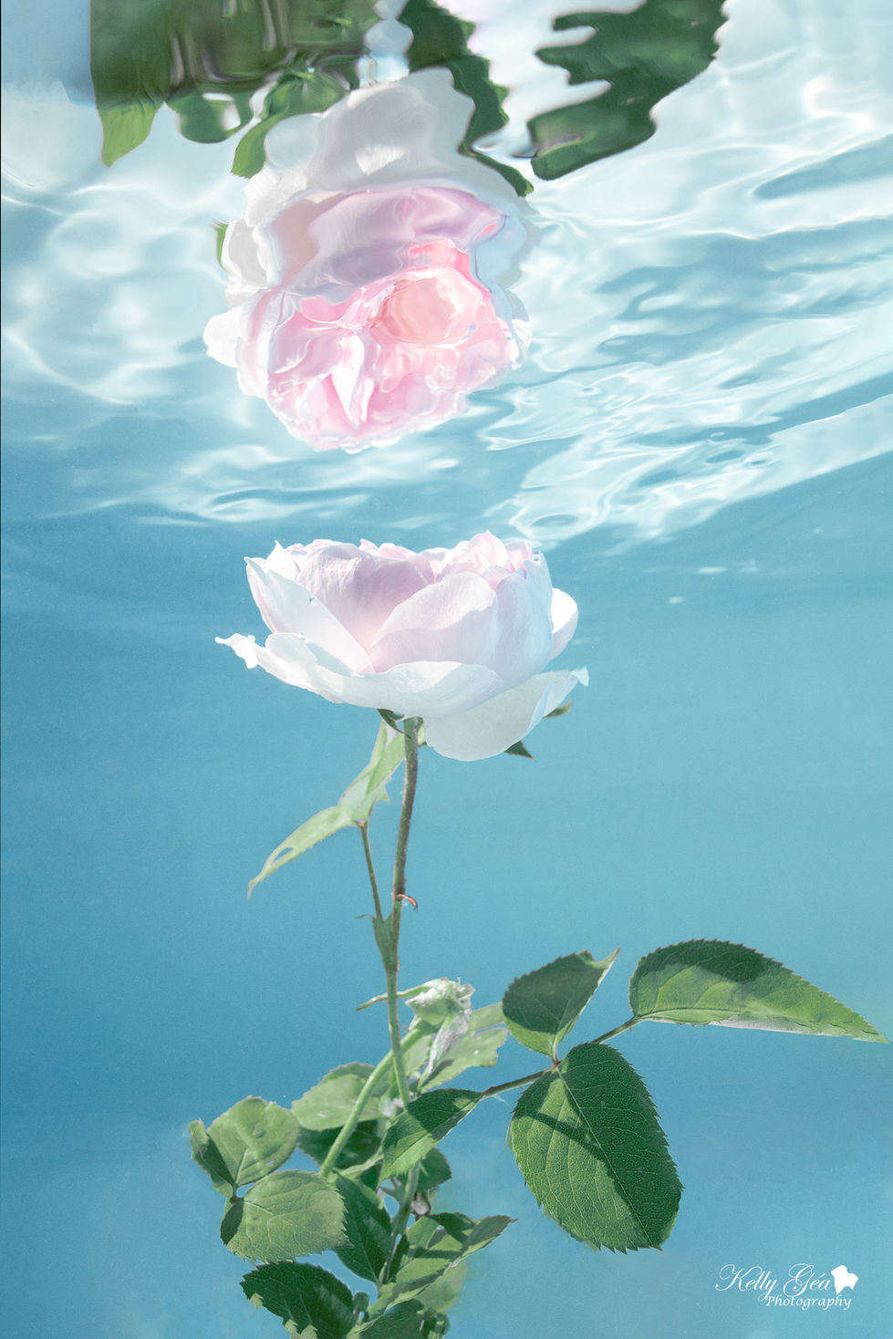 Rose dans l'eau