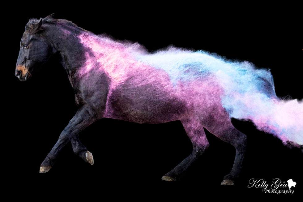 Cheval qui galope avec de la poudre colorée sur le dos qui s'envole