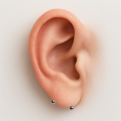 lóbulo transversal.png