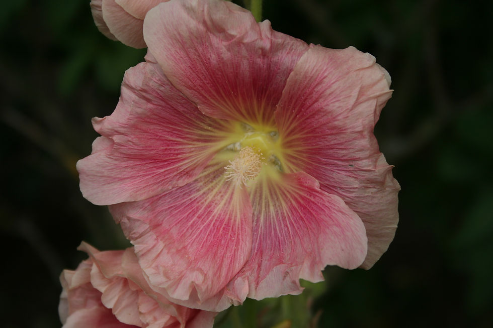 Rose trémière