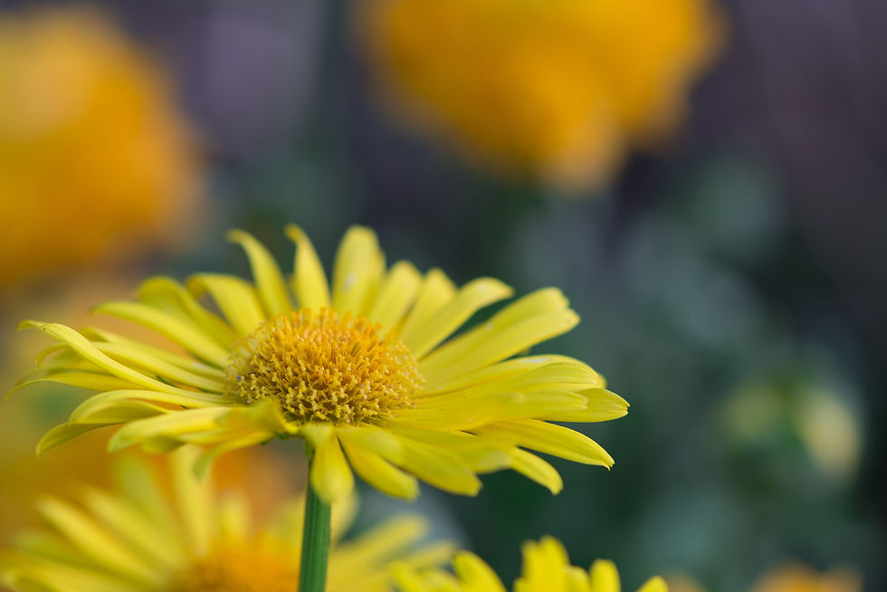 MARGUERITE JAUNE