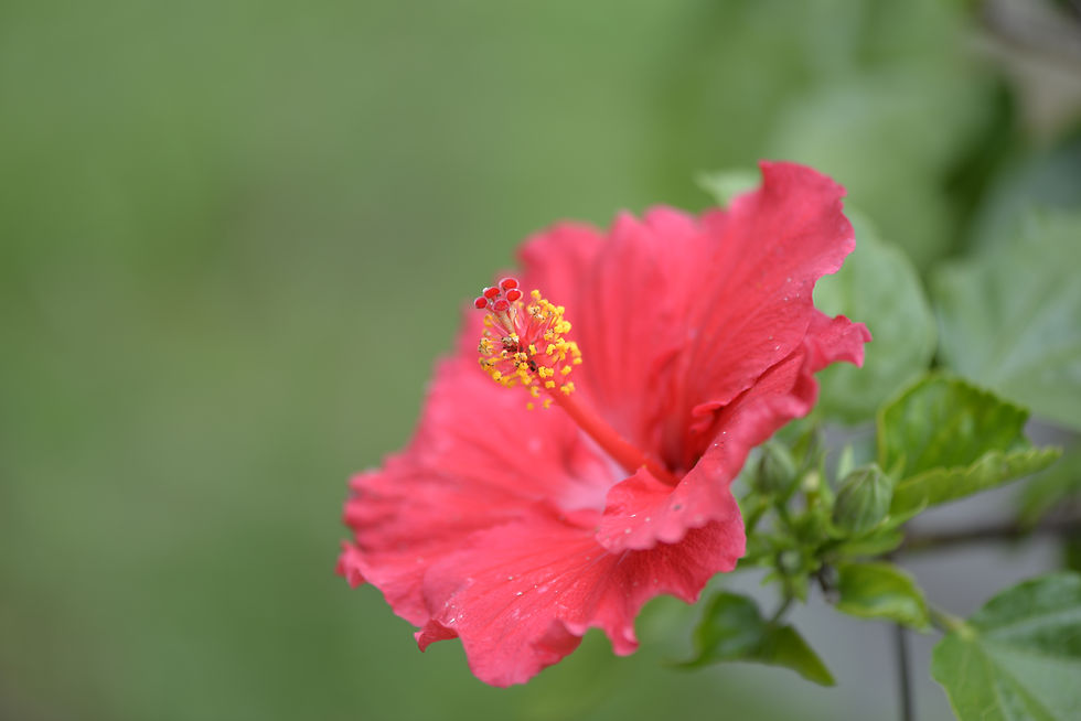 Hibiscus