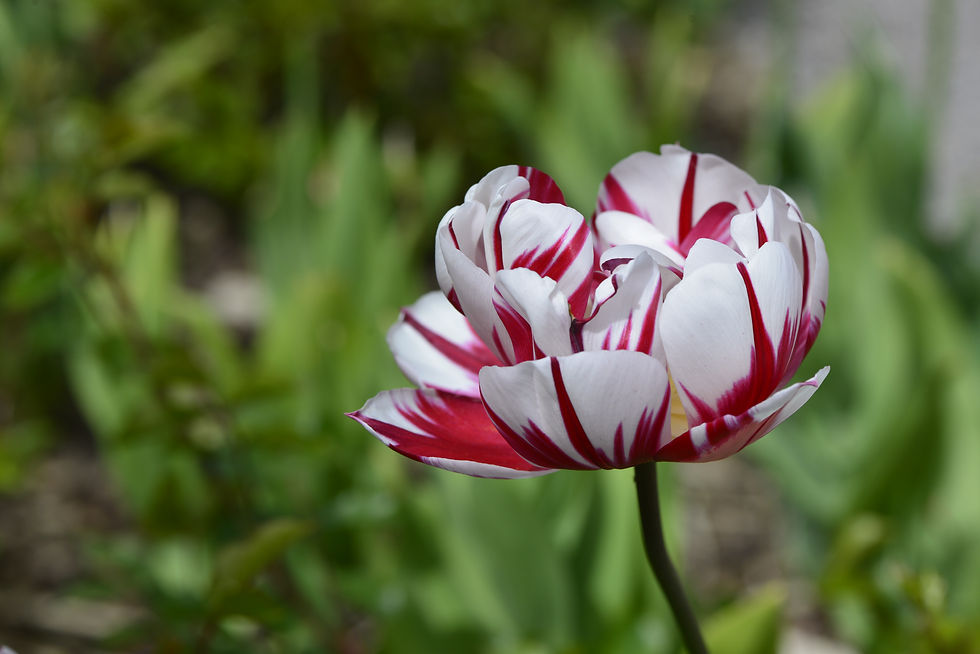 TULIPE TRIPLE