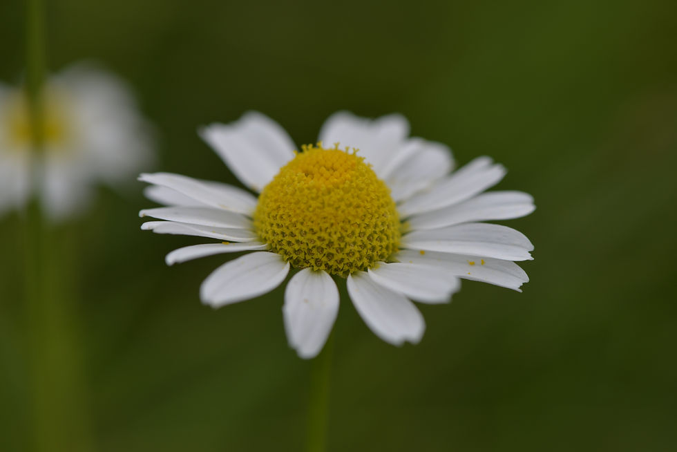 Paquerette