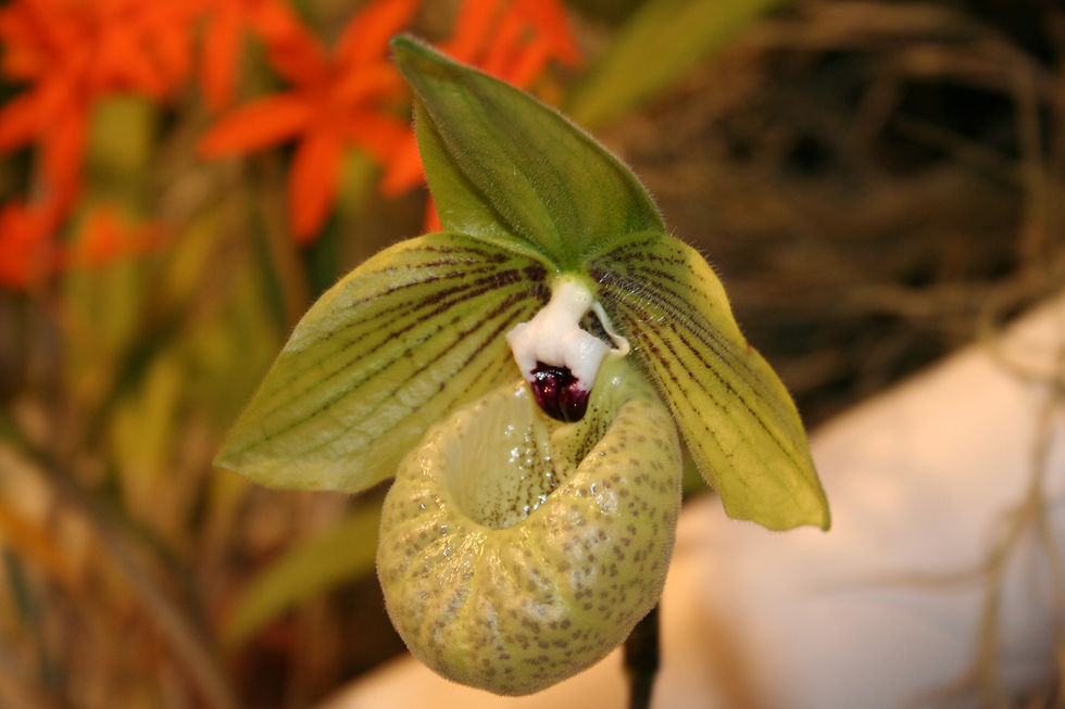 ORCHIDEE