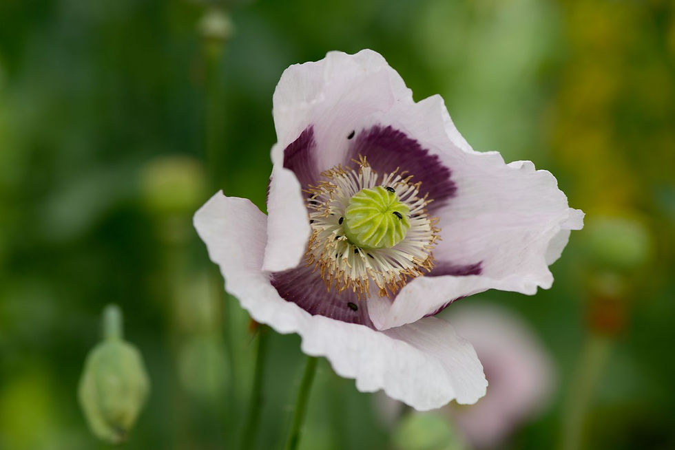 COQUELICOT BLANC