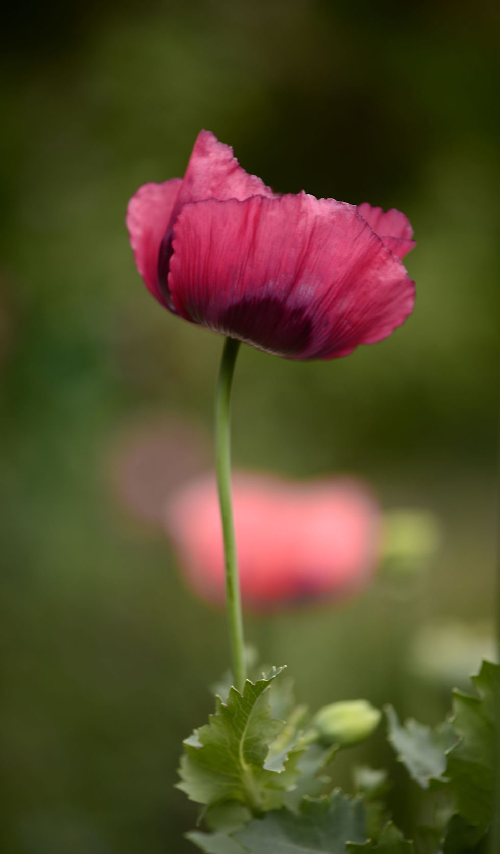COQUELICOT ROSE