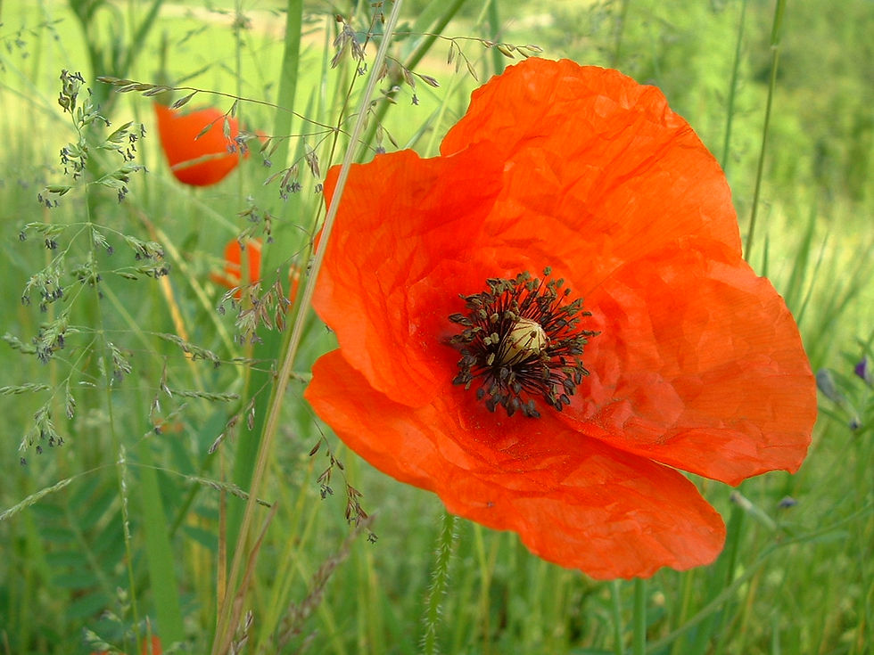 COQUELICOT 2