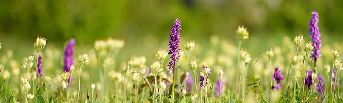 Nästången skyltar och vandring 20.jpg