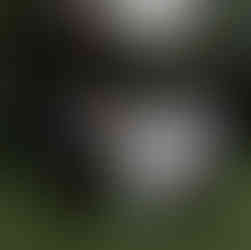 Bride being carried by Groom and Groom's men laughing having a good time