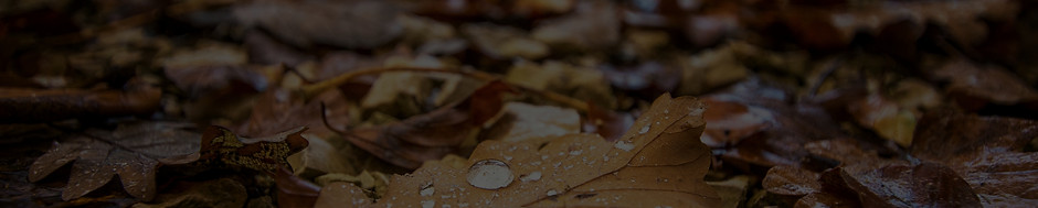 Wet Autumn Leaves