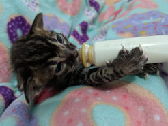 What age should my Bengal Kitten go home?