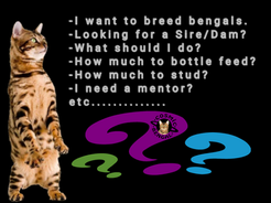 Helpful Information Regarding Breeding Bengals