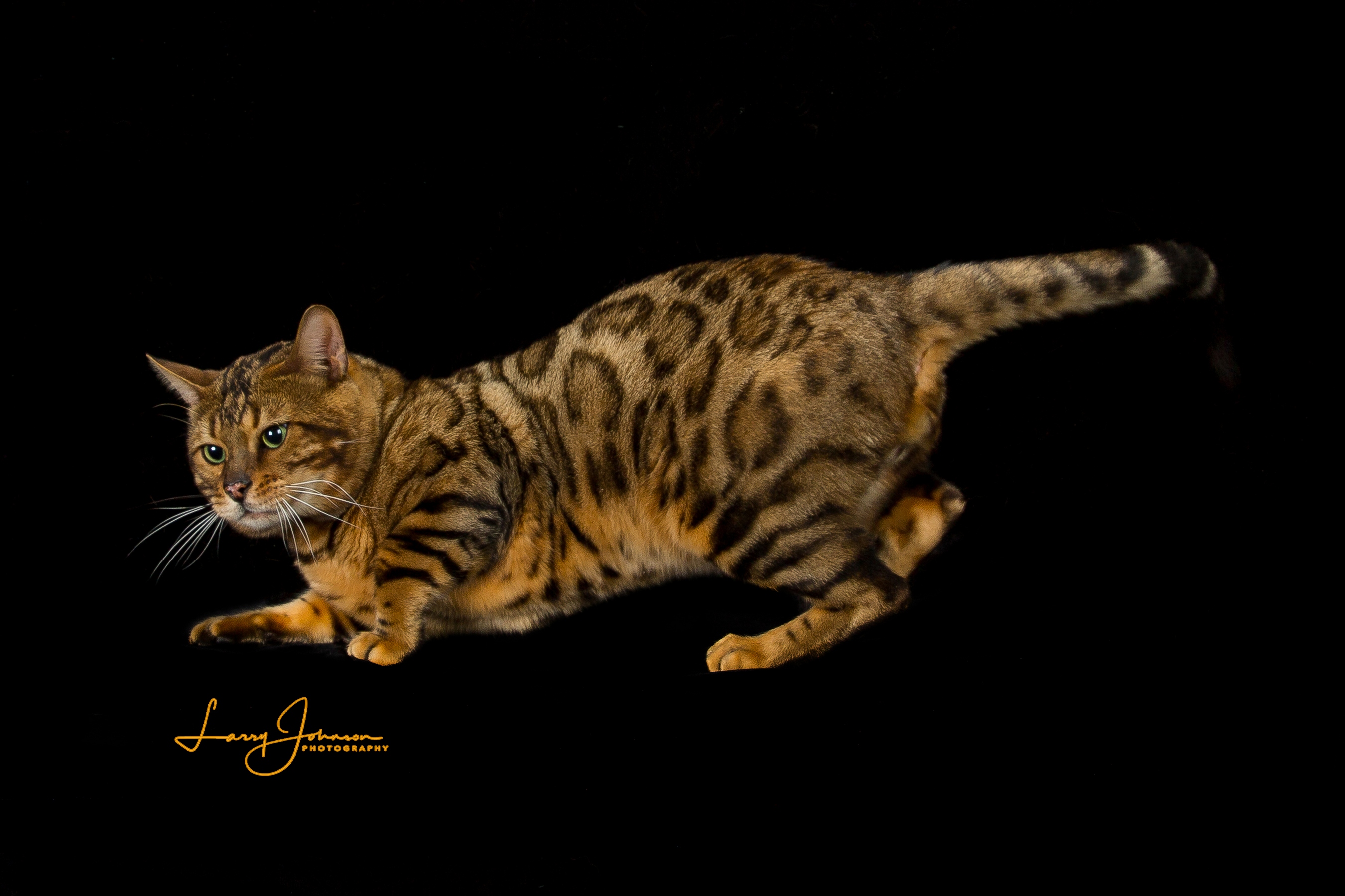 Grand Champion Wildstyle Smooth Jazz