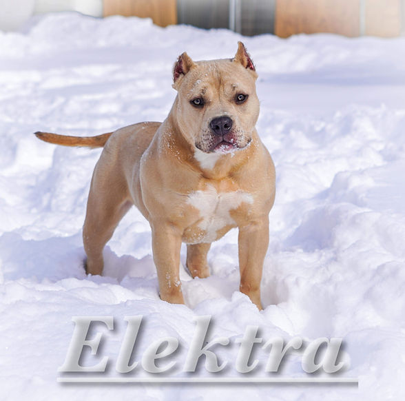 elektra.jpg
