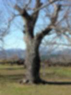 L'arbre emblématique de Vesseaux