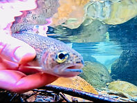 GSMBP_Trout_Kimbro_2024.jpg