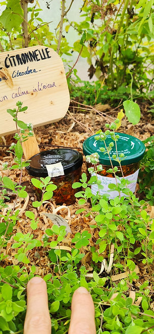 Macération huileuse