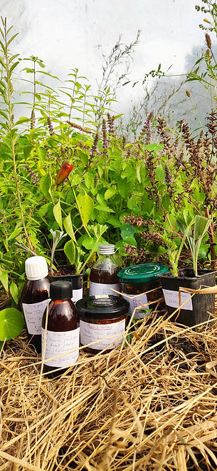 création sirop de plantes