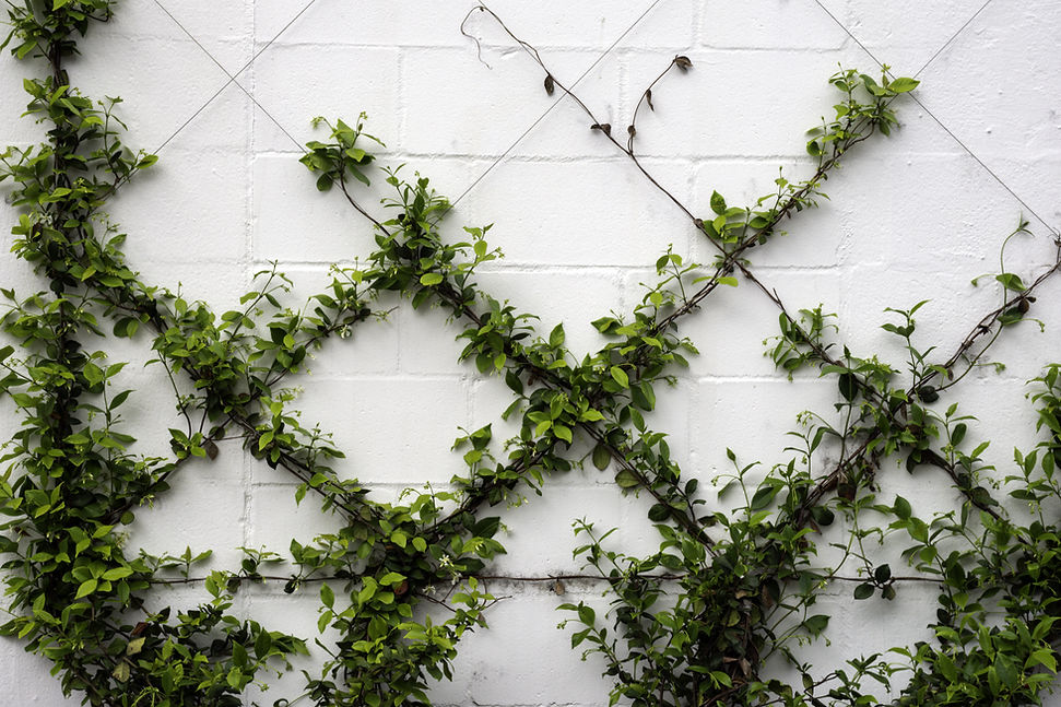 vinewall.jpeg