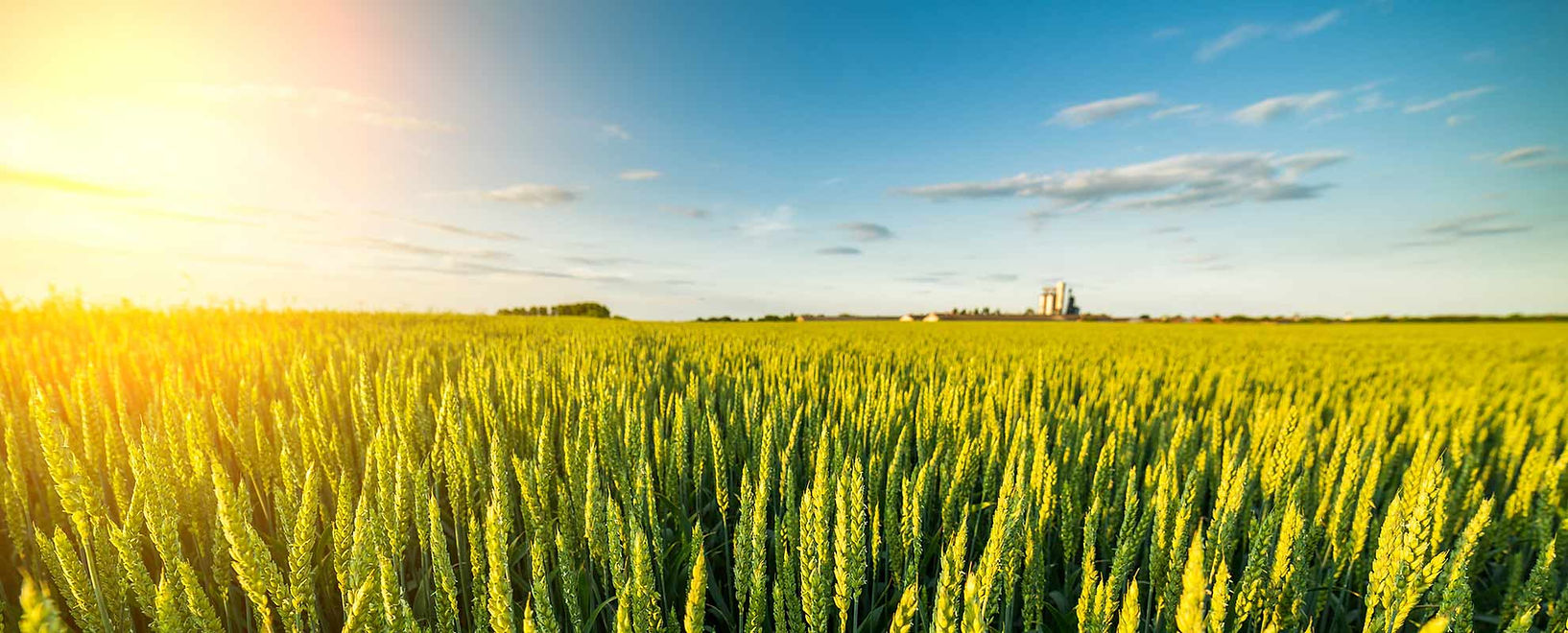 close-up-wheat-blue-sky.jpg