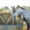 Thumbnail: EQUINE PRO GALVANIZED HAY FEEDER W/ HAY SAVER