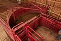 Thumbnail: 180° X 20 CATTLEMASTER SHEETED SWEEP SYSTEM