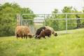 Thumbnail: WATCHMAN GALVANIZED WIRE MESH GATE