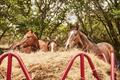 Thumbnail: Equine Pro Hay Feeder W/ Hay Saver