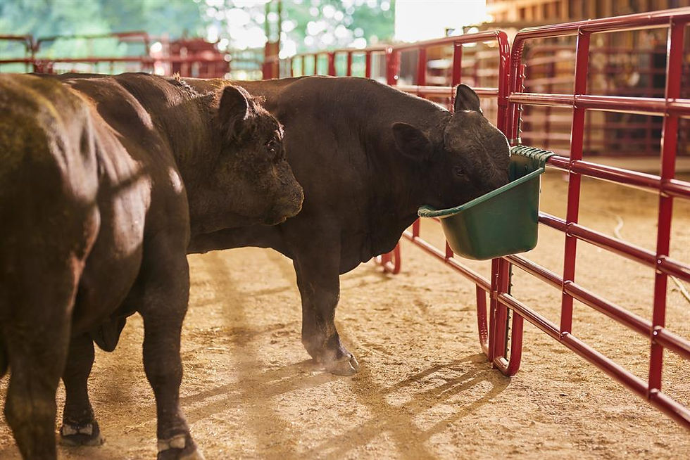 Thumbnail: Large Portable Gate Feeder